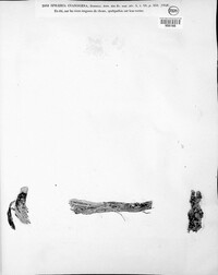 Fusarium roseum image